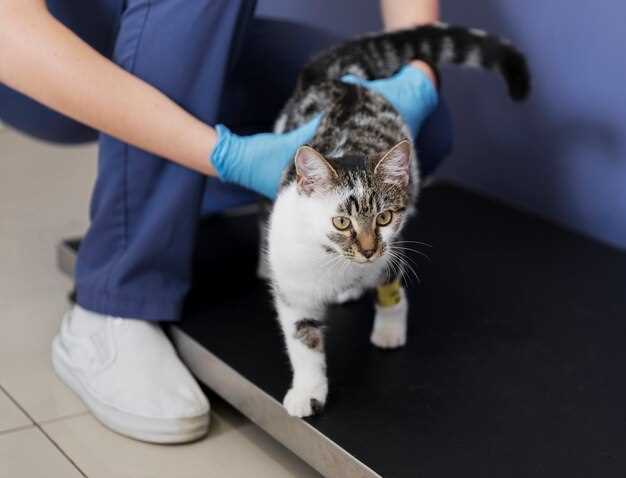 Benefits of Azithromycin for Cats