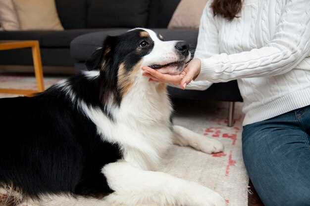 Potential Risks of Azithromycin for Dogs