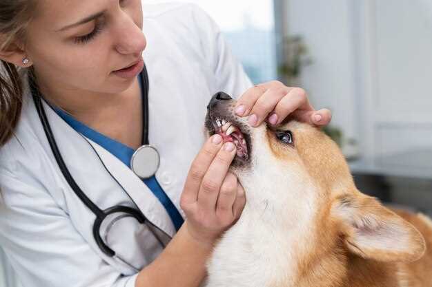 Azithromycin dose for dog